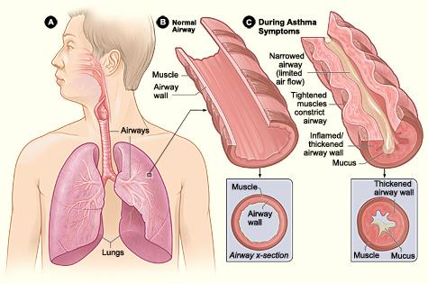 lung diagram