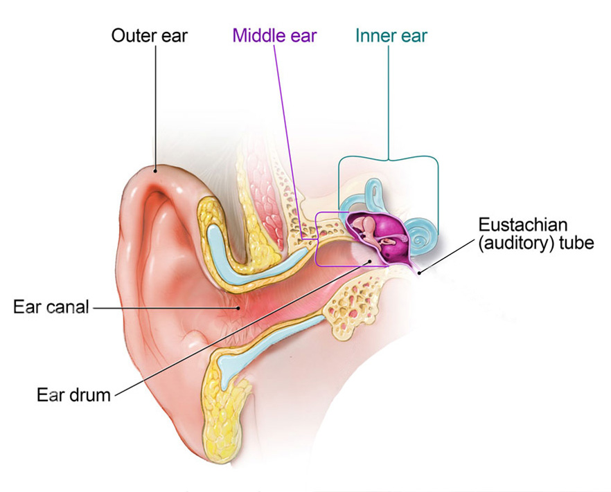 Ear diagram hi-res stock photography and images - Alamy