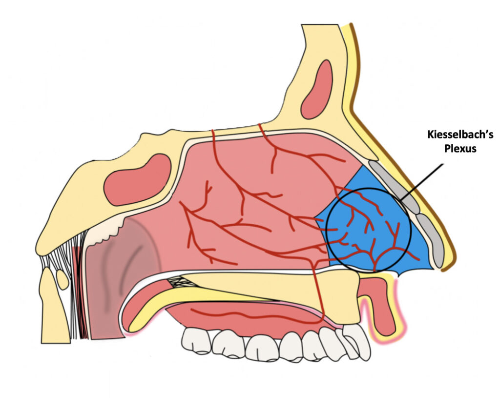 anatomía facial con resaltado del plexo de Kiesselbach en la parte delantera de la nariz